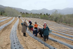 İyi Tarım Uygulamalarını Yaygınlaştırılması Projesi Kapsamında Çilek Fidelerimiz Torak ile buluştu
