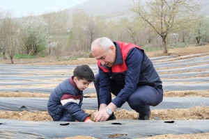 İyi Tarım Uygulamalarını Yaygınlaştırılması Kapsamında Çilek Fidelerimiz Torak ile buluştu