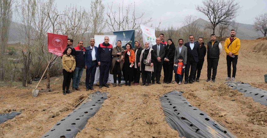 İyi Tarım Uygulamalarını Yaygınlaştırılması Projesi Kapsamında Çilek Fidelerimiz Torak ile buluştu